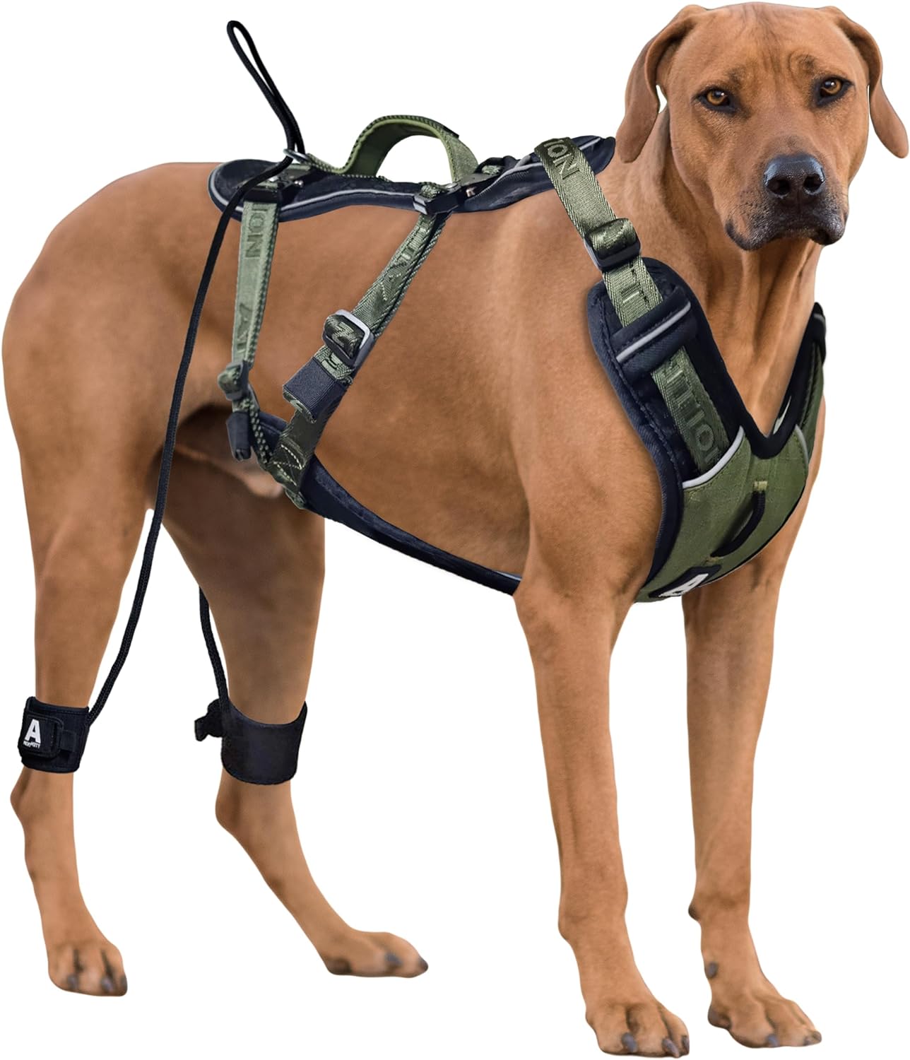 Attention Dog Harness with Leg Cover