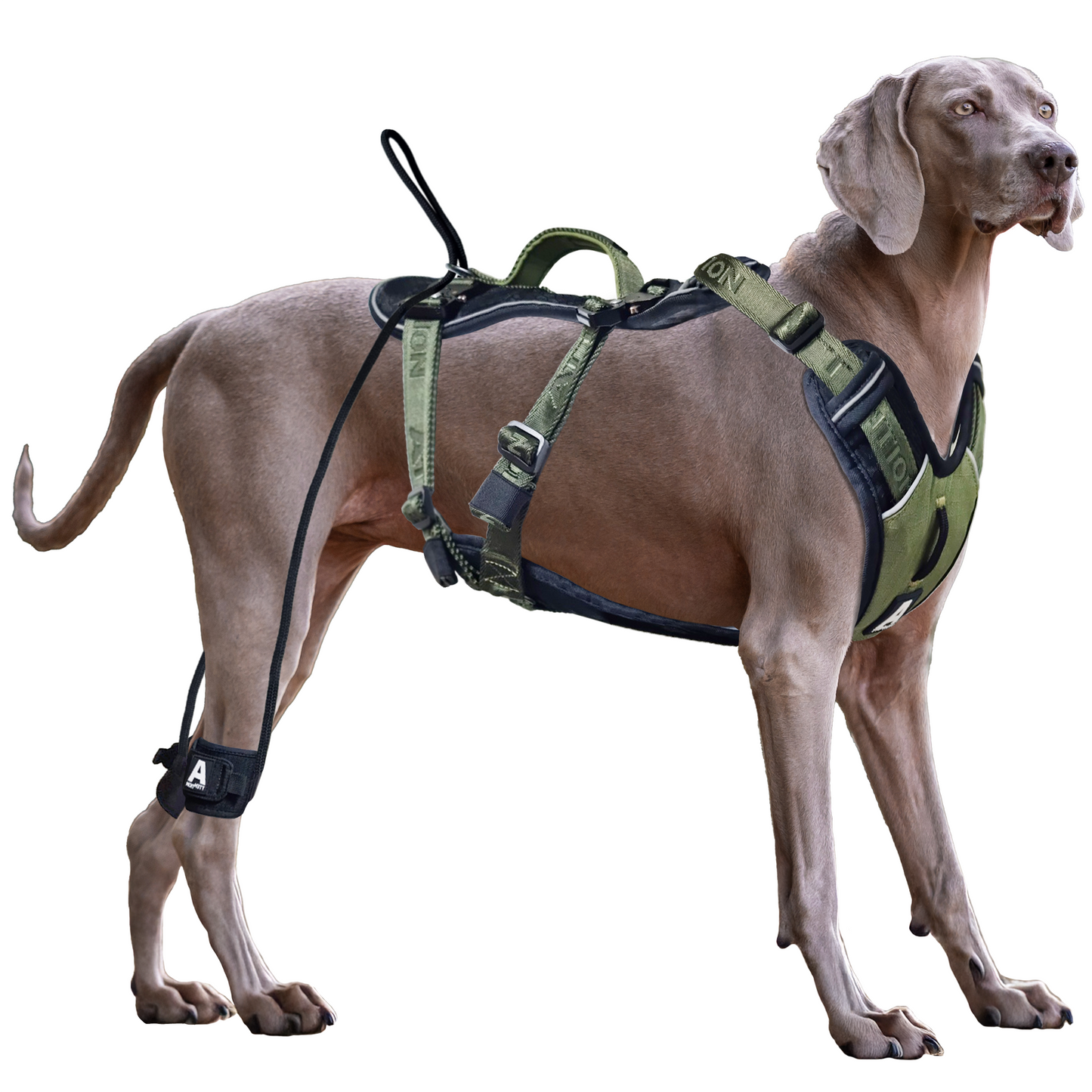 Attention Dog Harness with Leg Cover